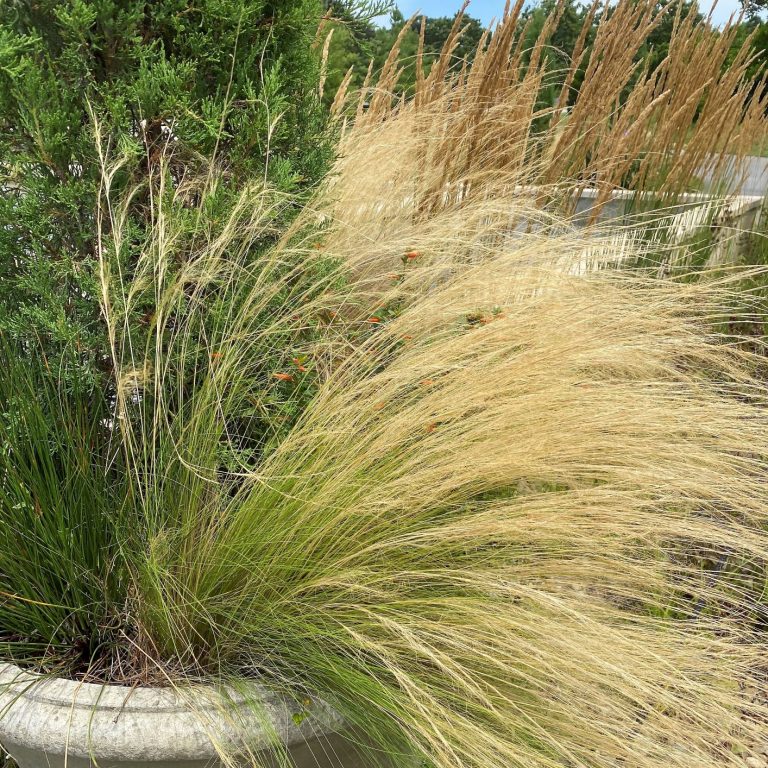 Stipa ten. ‘Pony Tails’ - Cavano's Perennials