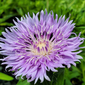 Stokesia laevis has blue flowers