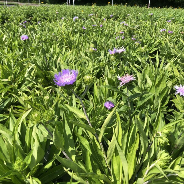 Stokesia laevis (Stokes' Aster) - Image 4