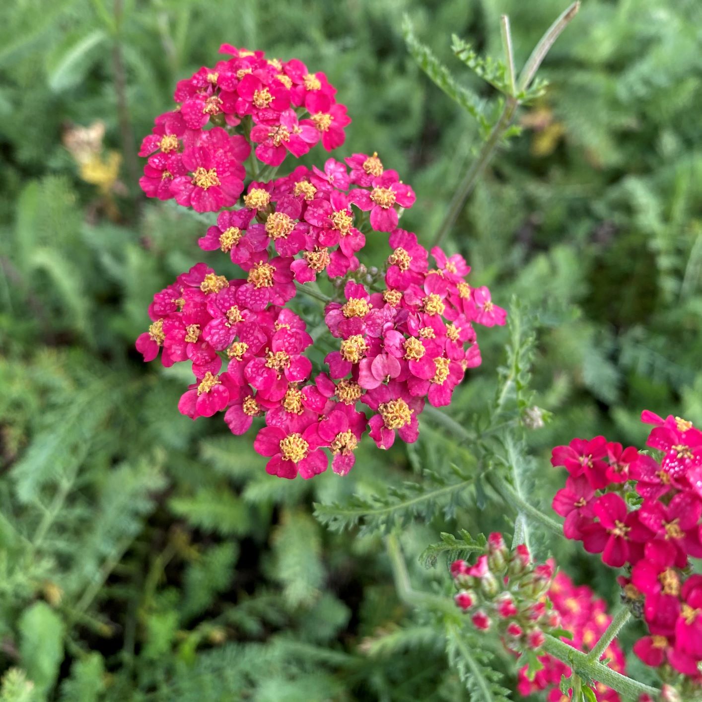 Red Velvet Yarrow, Achillea millefolium