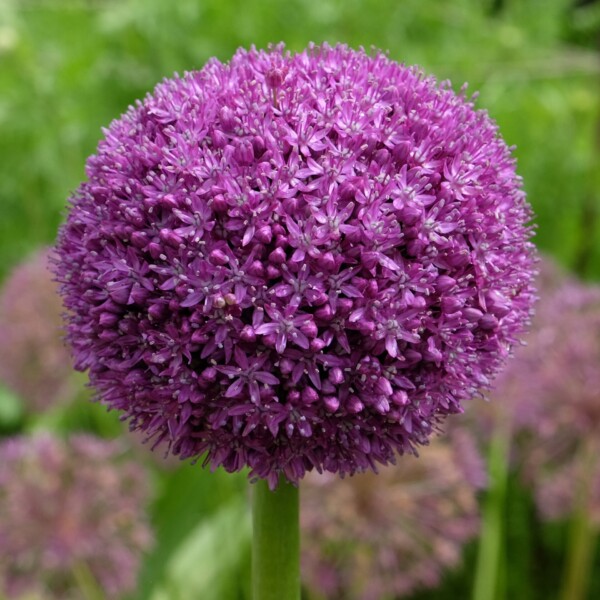 Allium x 'Ambassador' (Ornamental Onion)