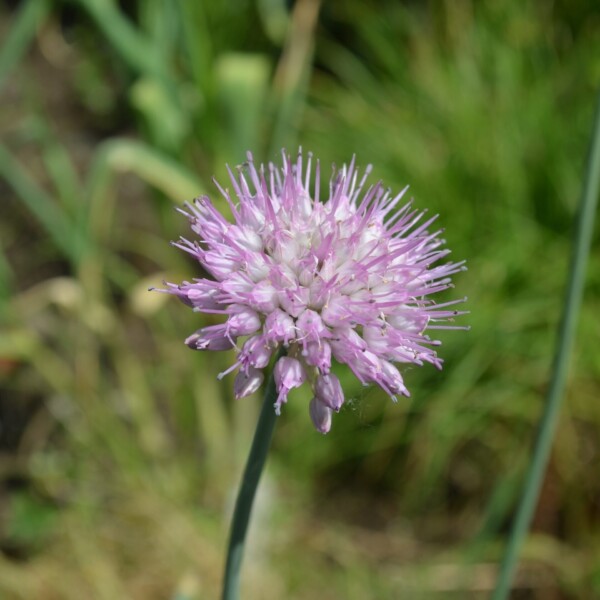 Allium carolinianum 'Rosy Beauty' (Ornamental Onion)