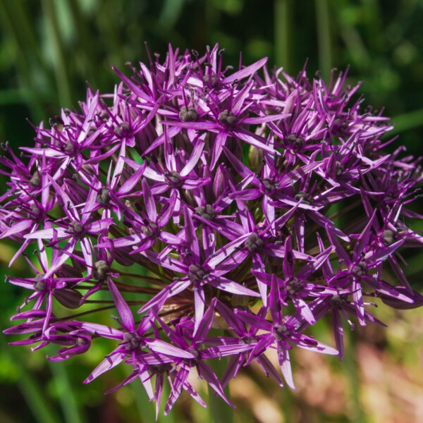 Allium christophii (Star of Persia)