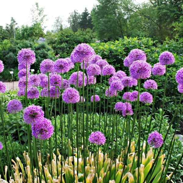 Allium giganteum (Ornamental Onion)