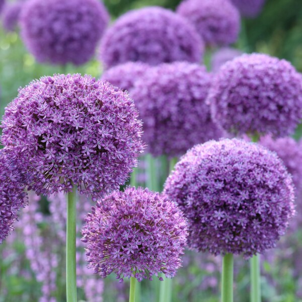 Allium x 'Gladiator' (Ornamental Onion)