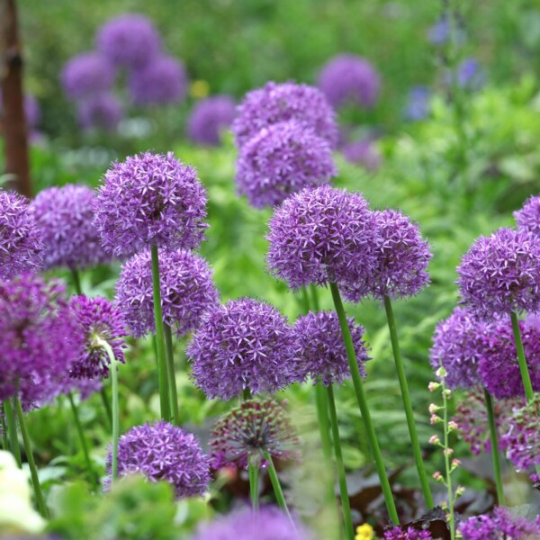 Allium x 'Globemaster' (Ornamental Onion)