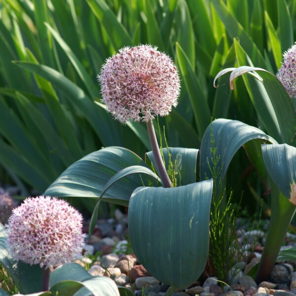 Allium karataviense (Ornamental Onion)