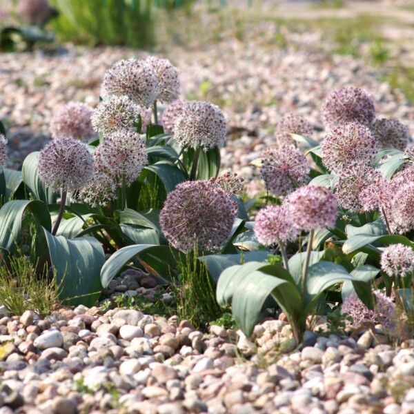 Allium karataviense (Ornamental Onion) - Image 2