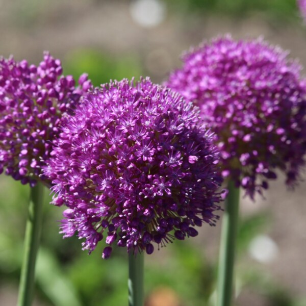 Allium hollandicum 'Purple Sensation' (Ornamental Onion)