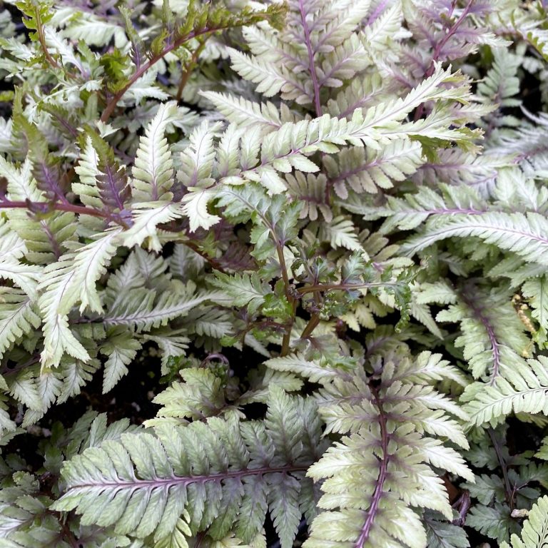 Athyrium ‘Apple Court’ - Cavano's Perennials