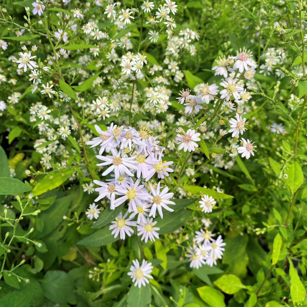 Aster macrophyllus (Big Leaf Aster) - Cavano's Perennials