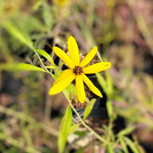 Coreopsis tripiteris has yellow flowers