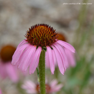 Echinacea angustifolia (Coneflower)