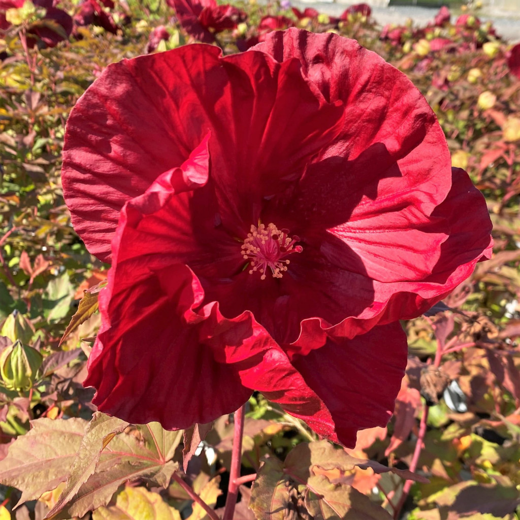 Hibiscus ‘Cranberry Crush’ PP21,984 Cavano's Perennials