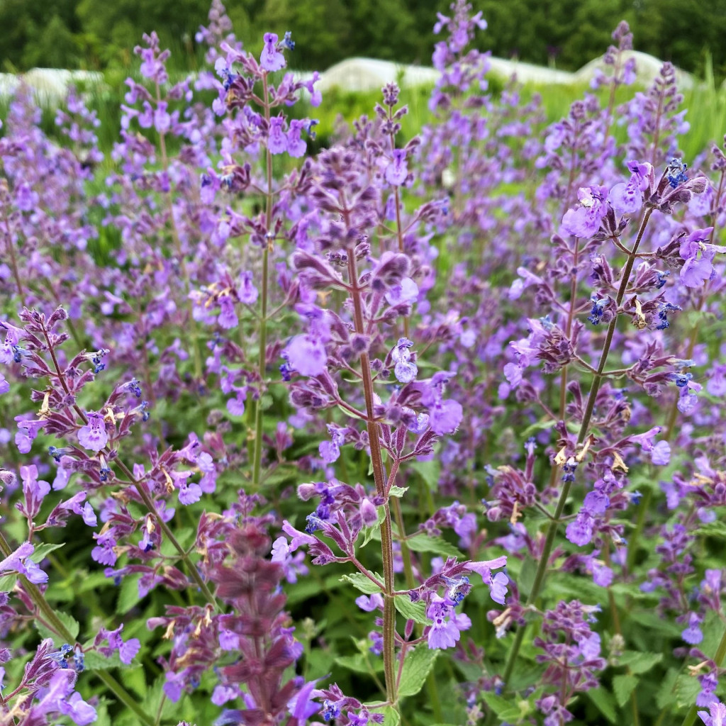 Nepeta x f. ‘Junior Walker™’ (Catmint) - Cavano's Perennials