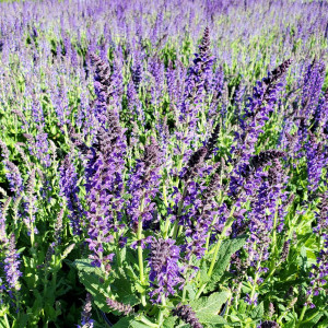 Salvia May Night Meadow Sage Cavano S Perennials