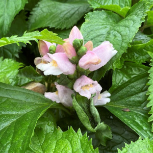 Chelone Pink Temption has pink flowers