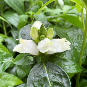 Chelone obliqua Alba has white flowers