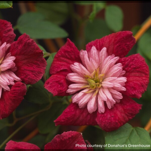 Clematis x Avant Garde 'Evipo033'