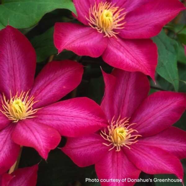 Clematis x Bourbon™ ‘Evipo018’