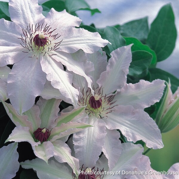 Clematis x Clair de Lune™ ‘EVIrin’