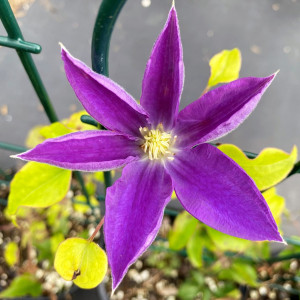 Clematis Diana's Delight has purple flowers