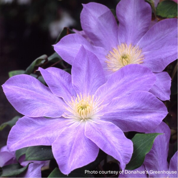 Clematis x Boulevard® Diana’s Delight™ ‘Evipo026’