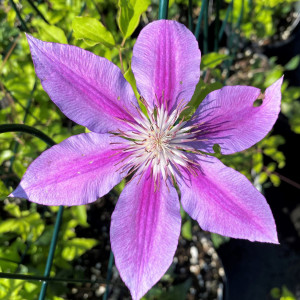 Clematis Dr Ruppel has pink flowers