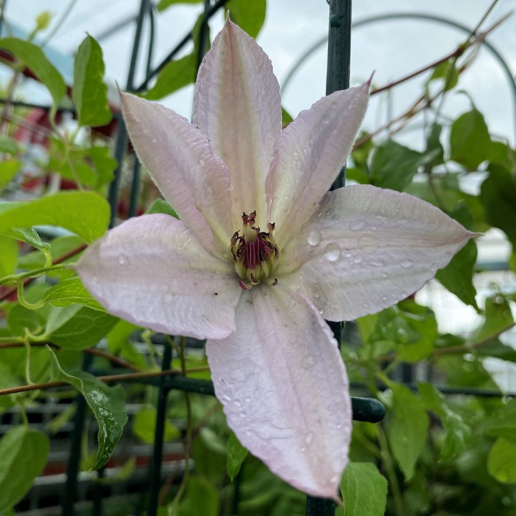 Clematis ‘John Paul II’ - Cavano's Perennials