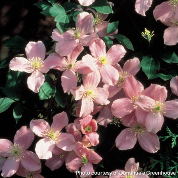 Clematis montana 'Rubens'