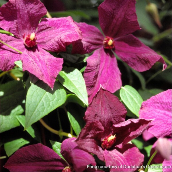 Clematis x 'Polish Spirit'