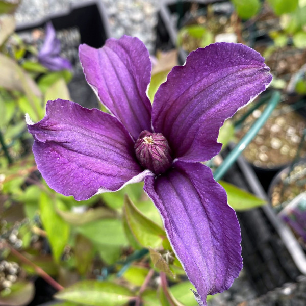 Clematis Sapphire Indigo has purple flowers
