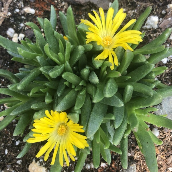 Delosperma congestum (Ice Plant)