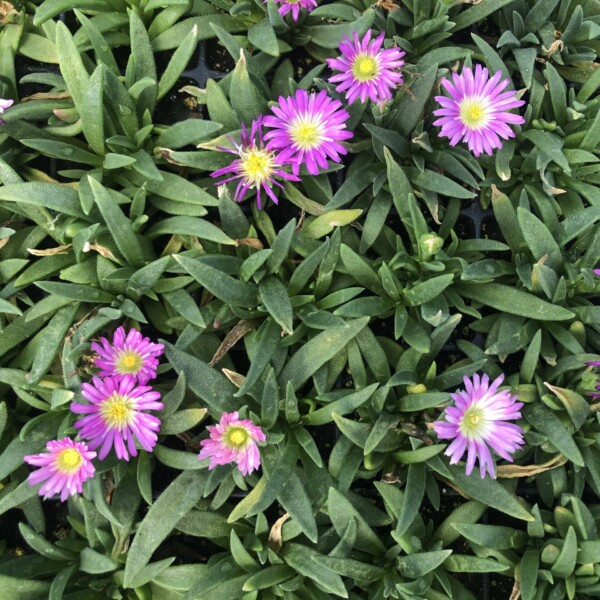 Delosperma sutherlandii (Hardy Ice Plant)