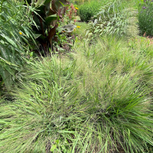 Eragrostis spectablilis has green foliage