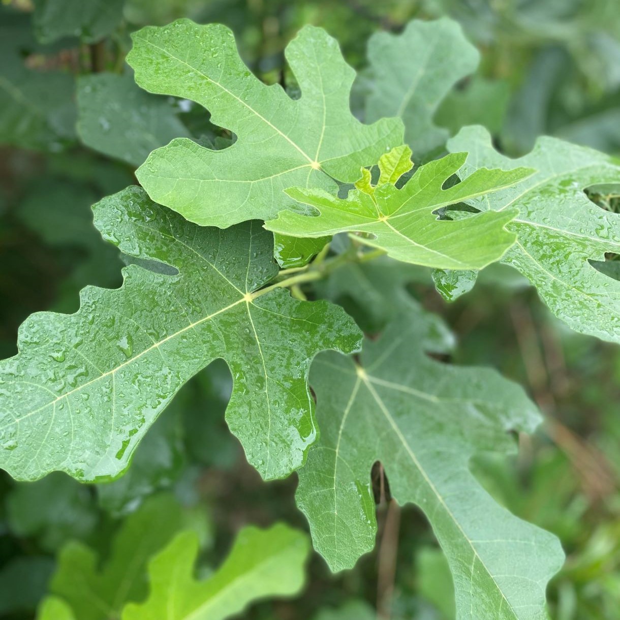 Fig 'Chicago Hardy' - Image 2