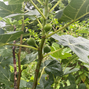 Fig 'Chicago Hardy'