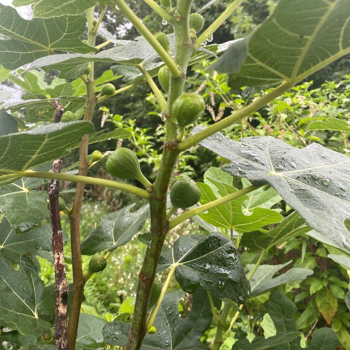 Fig 'Chicago Hardy'