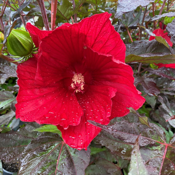 Hibiscus Midnight Marvel has red flowers