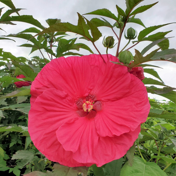 Hibiscus Summer in Paradise has red flowers