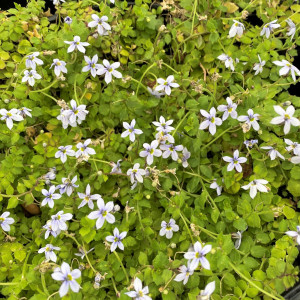 Isotoma fluviatilis has blue flowers