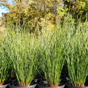 Juncus effusus has green leaves