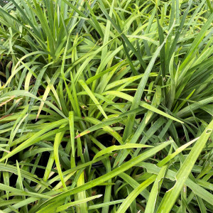 Liriope Big Blue has green foliage