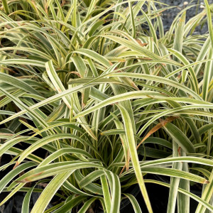 Liriope Variegata has green and cream leaves