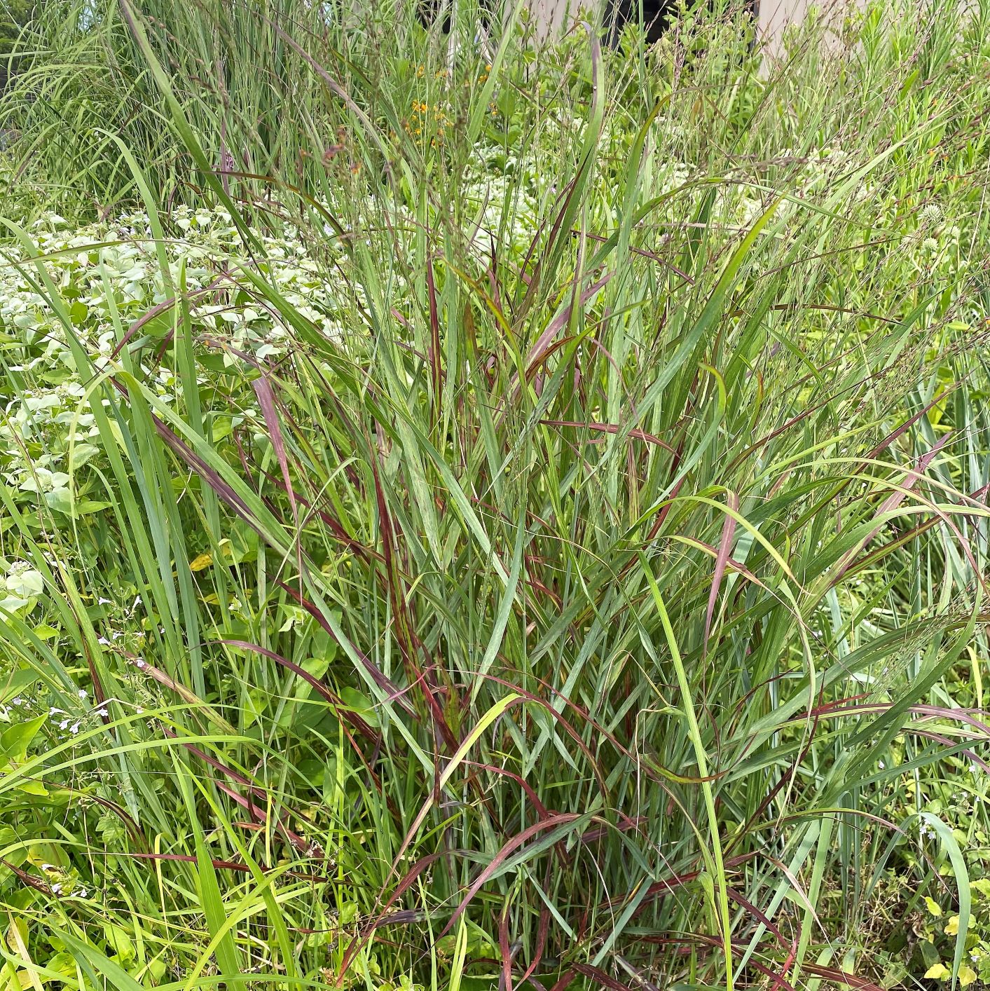 Panicum ‘Shenandoah’ (Switch Grass) - Cavano's Perennials