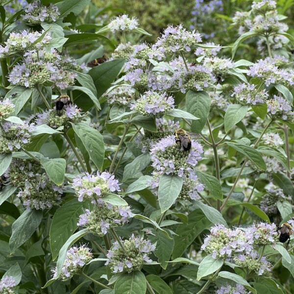 Pycnanthemum incanum (Hoary Mountain Mint)