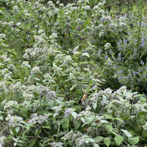 Pycnanthemum incanum (Hoary Mountain Mint) - Image 2