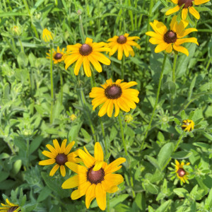 Rudbeckia hirta has yellow flowers