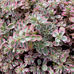 Sedum tricolor has vareigated foliage