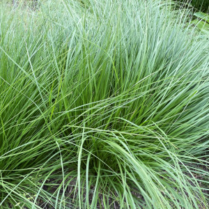 Sporobolus heterolepis has green foliage